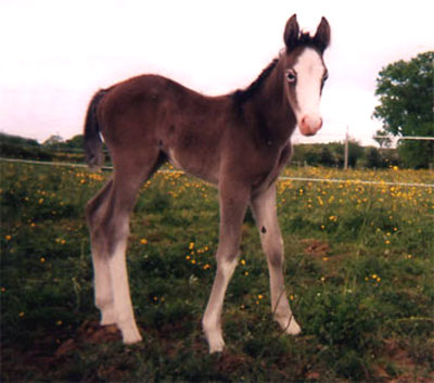 ARABE BARBE (POULAIN)